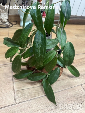 Hoya Хоя Jasper Blink , снимка 2 - Стайни растения - 54920351