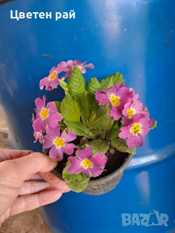 Домашна иглика в саксия 