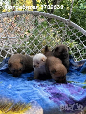 Чау - Чау  💙🐾🐶 Най-пухкавите Чау Чау бебета очакват своите нови семейства , Много скоро 🎉🪭❤️✨🐾🥰🐩➡️⤵️, снимка 10 - Чау Чау - 55342819