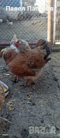 Продавам ярки араукана, снимка 2 - Кокошки и пуйки - 54918781