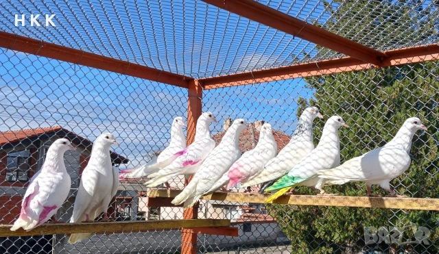 Пазарджишки гълъби 