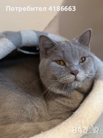 Британска късокосместа цвят люляк търси дама, снимка 3 - Британска късокосместа - 54313520