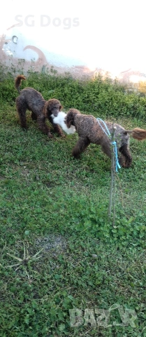 Пудел, снимка 14 - Пудели - 54322905