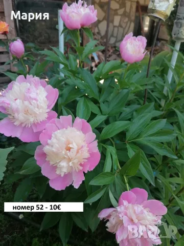 Тревисти божури корени, снимка 6 - Градински цветя и растения - 55598881