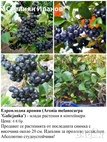 ПЛОДНИ ХРАСТИ В КОНТЕЙНЕРИ, снимка 3 - Градински цветя и растения - 53447504