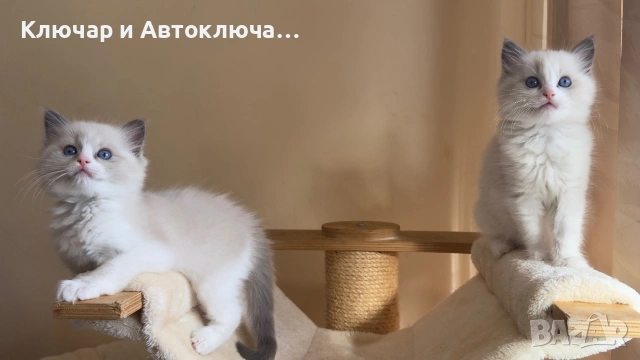 Регдол чистокръвни котета / Ragdoll, снимка 10 - Други - 55252802