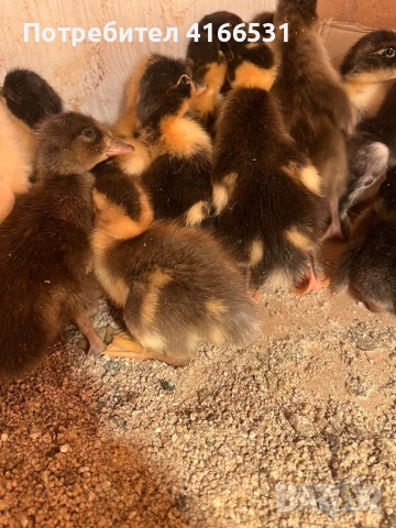 Патета, снимка 2 - Други животни - 54208482