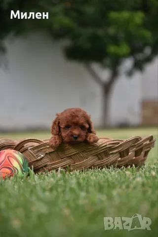 Той пудел Toy poodle, снимка 8 - Пудели - 55006000