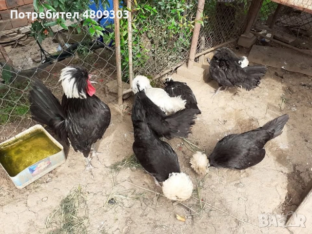 Селски кокошки, снимка 10 - Кокошки и пуйки - 54326302