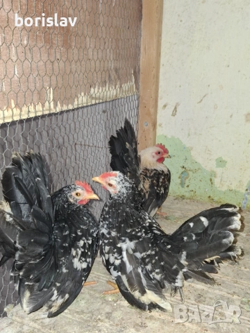 3 петлета мраморно шабо