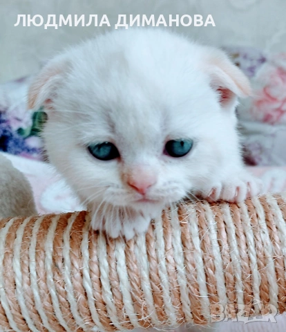 шотландски мъжки със сини очи. 