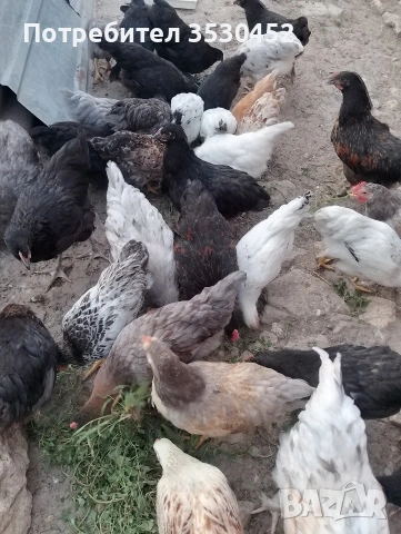 Продавам домашни петлета 