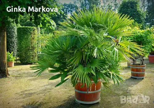 Ливистона (Livistona), Livistona chinensis (китайска ветрилна палма)- 4 евро