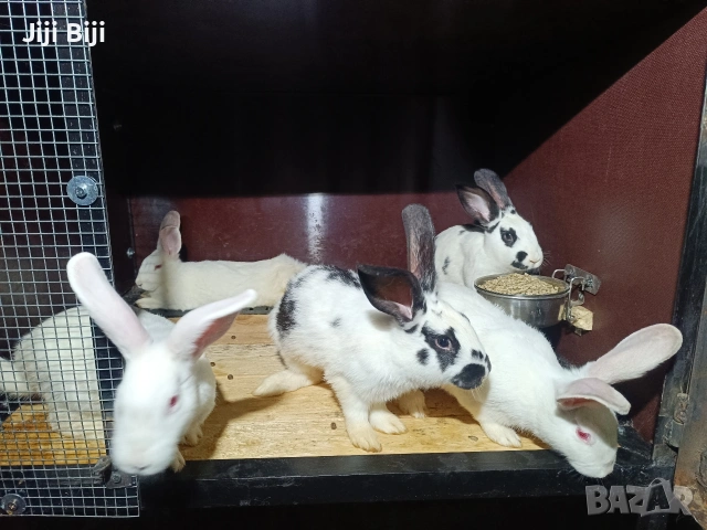 зайци на различни възрасти , снимка 3 - Други - 55167667