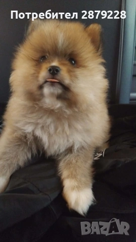 Шпиц, снимка 3 - Померан - 54157874