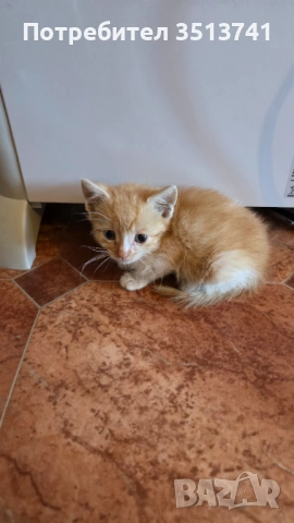 Мъжко котенце на 1 месец си търси любящо семейство, снимка 4 - Други - 54554855