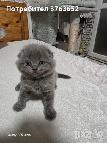 Малки топчици любов, снимка 3 - Британска късокосместа - 54056398