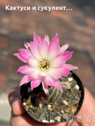 Кактус Chamaecereus Hybrid розово-бял цвят много красив цъфтеж.
