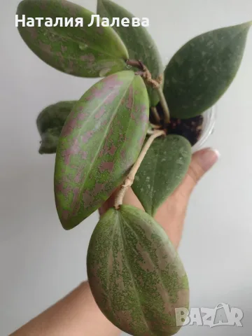 Хоя, hoya wibergiae