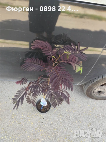 Албиция „Летен шоколад“ (Albizia julibrissin ‘Summer Chocolate’), снимка 3 - Разсади - 54934042