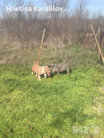 Американско були , снимка 2 - Други - 49399594