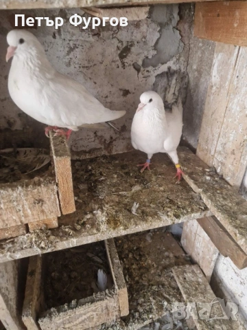 Продавам   чифт     бемкалии