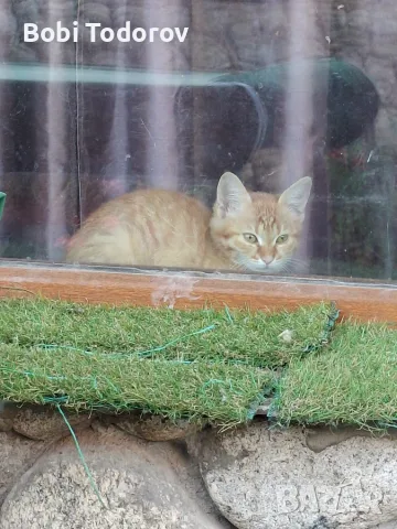 Едно коте за подаряване