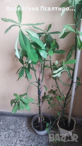 Каучукови дървета 
