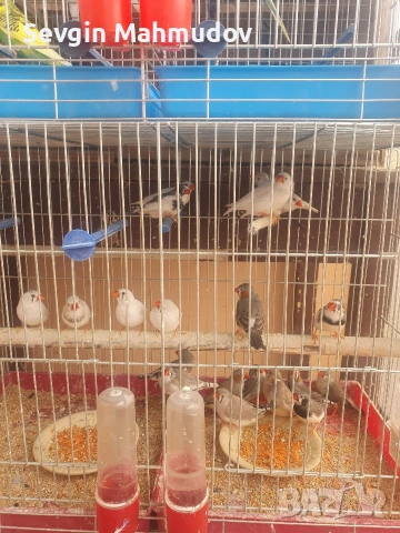 Амадини , снимка 3 - Амадини - 54397798
