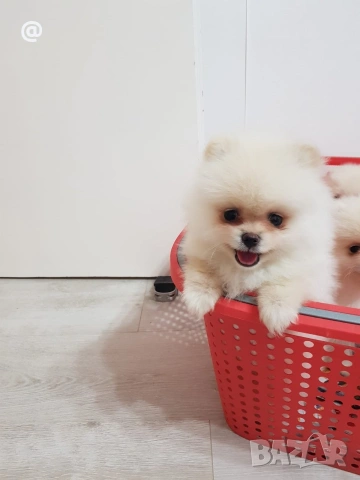 Померан померани Гр. София, снимка 7 - Померан - 54000226