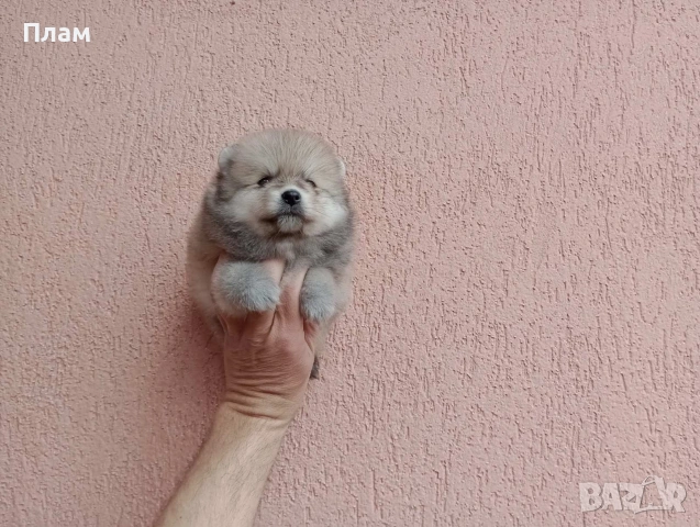 Померани.Реални снимки !, снимка 15 - Померан - 54049700