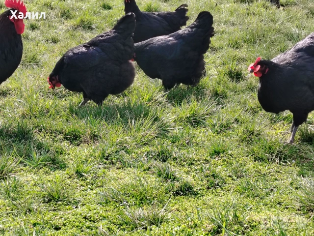 Разплодни яйца за люпене от кок, снимка 4 - други­ - 54272095