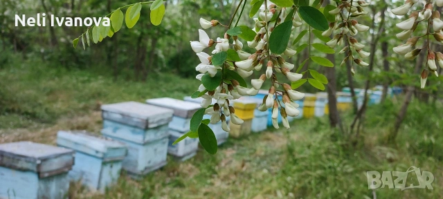 Пчелен мед акация реколта 2026, снимка 4 - Пчелни продукти - 54989930
