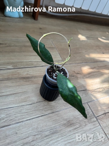 Hoya Finlaysonii sukirin 