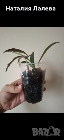 Хоя, hoya Mirabilis, снимка 4 - Стайни растения - 54590205