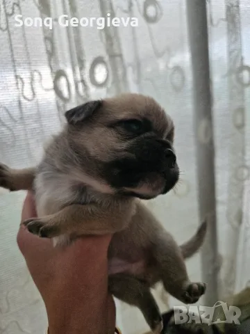 🐾 Очарователни бебета мопс търсят своите любящи семейства! 🐾, снимка 3 - Мопс - 55419722