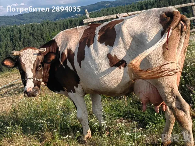 свободни 3 крави , снимка 3 - Крави - 55388070