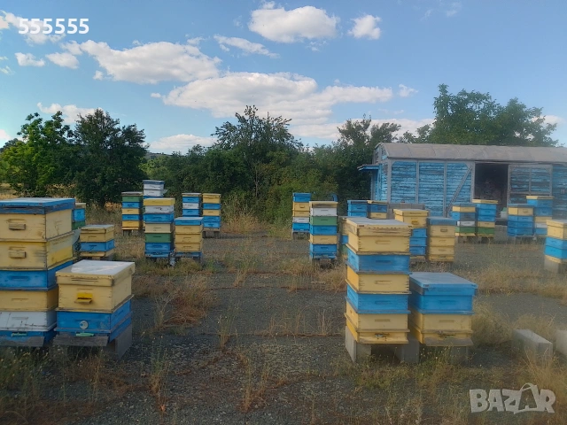Продавам пчелни семейства с кошери, снимка 2 - Други животни - 51253823