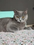 Британски котенца, снимка 9