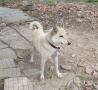 Кученца , снимка 9