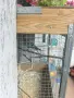 Продавам пойни папагали, снимка 3