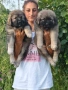 Кавказка овчарка , снимка 2