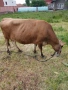 Продавам юница, снимка 1