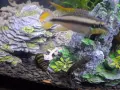 Напълно оборудван аквариум със стойка, риби, растения, декорации, храна и препарати 280 евро., снимка 10