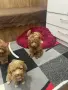 Мини пудел……….., снимка 14
