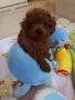 Пудел той/Poodle toy , снимка 2