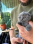 Британско/шотландски късокосмести котета, снимка 6
