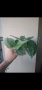 Сциндапсус, Scindapsus pictus Silvery Ann, снимка 5