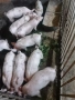 продавам малки прасета , снимка 4