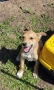  dog for adoption.Търсим осиновител на малко женско куче, снимка 3